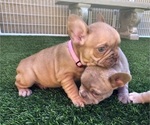 Small #10 French Bulldog