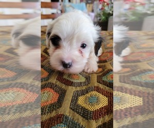 Morkie Puppy for sale in ATLANTA, GA, USA