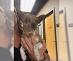 Small #1 Chihuahua Mix
