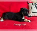 Puppy Orange Girl Gerberian Shepsky