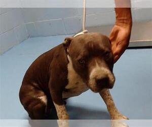 American Pit Bull Terrier Dogs for adoption in Moreno Valley, CA, USA