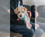 Small #2 Dachshund Mix