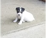 Small Photo #4 Jack Russell Terrier Puppy For Sale in FAIRMOUNT, GA, USA