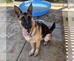 Small German Shepherd Dog