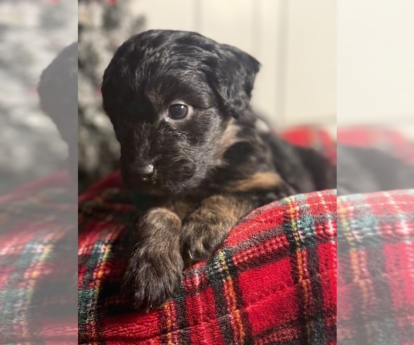 Medium Photo #3 Aussiedoodle Miniature  Puppy For Sale in MENIFEE, CA, USA