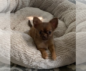 Chihuahua Puppy for sale in EAU CLAIRE, WI, USA