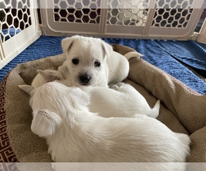 West Highland White Terrier Puppy for sale in EDMOND, OK, USA