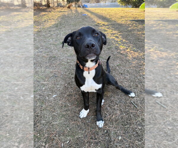 Medium Photo #32 Mutt Puppy For Sale in Boston, MA, USA