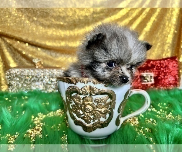 Medium Photo #4 Pomeranian Puppy For Sale in HAYWARD, CA, USA