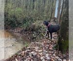 Small #6 Labrador Retriever-Staffordshire Bull Terrier Mix