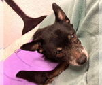 Small #4 Chihuahua