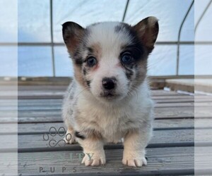 Pembroke Welsh Corgi Puppy for sale in ROCKVILLE, IN, USA