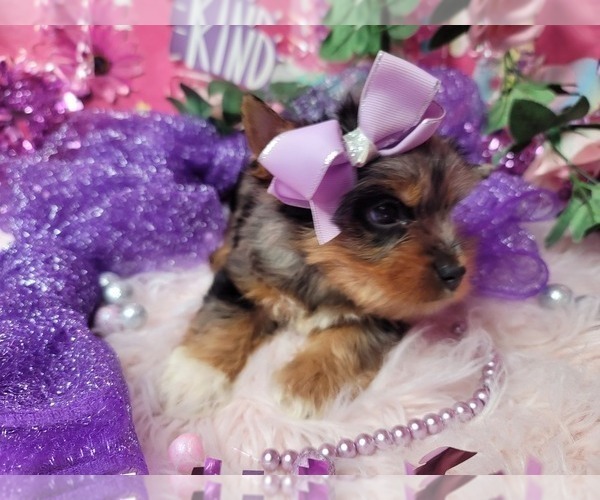 Medium Photo #2 Yorkshire Terrier Puppy For Sale in HARKER HEIGHTS, TX, USA