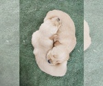 Small #13 Golden Retriever
