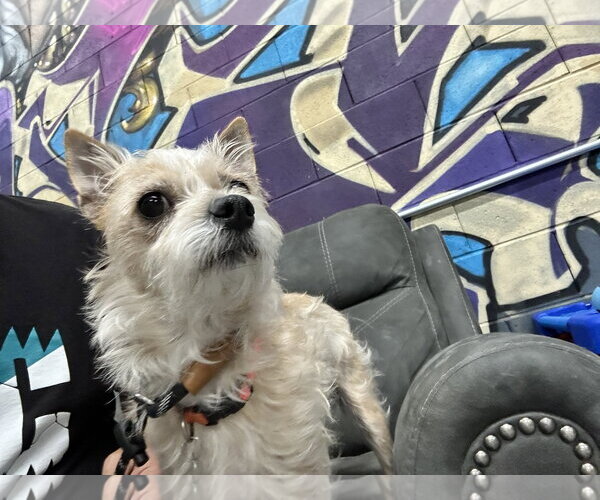 Medium Photo #4 Cairn Terrier-Unknown Mix Puppy For Sale in San Francisco, CA, USA