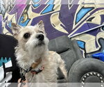 Small #3 Cairn Terrier Mix