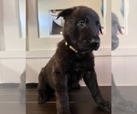 Puppy 1 Belgian Malinois-Dutch Shepherd Dog Mix