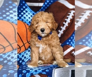 Double Doodle Puppy for sale in NOTTINGHAM, PA, USA