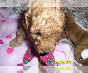 Poodle (Miniature) Puppy for sale in DULUTH, GA, USA