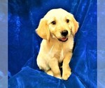 Small Photo #3 Golden Retriever Puppy For Sale in NORWOOD, MO, USA