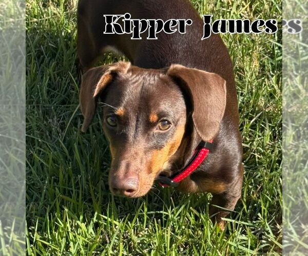 Medium Photo #2 Dachshund Puppy For Sale in San Antonio, TX, USA