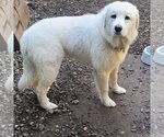 Small Photo #1 Great Pyrenees Puppy For Sale in Bend, OR, USA