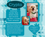 Small Poodle (Miniature)