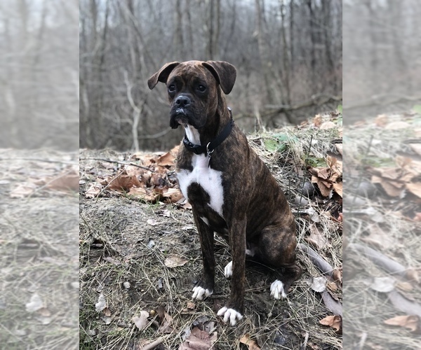 Medium Photo #1 Boxer Puppy For Sale in MARION, IN, USA