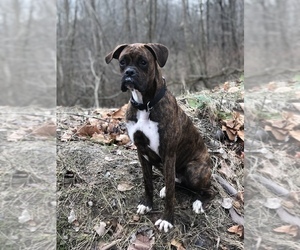 Boxer Puppy for sale in MARION, IN, USA