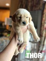 Golden Retriever Puppy for sale in KENDALL PARK, NJ, USA