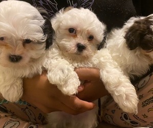 ShihPoo Puppy for sale in HYATTSVILLE, MD, USA