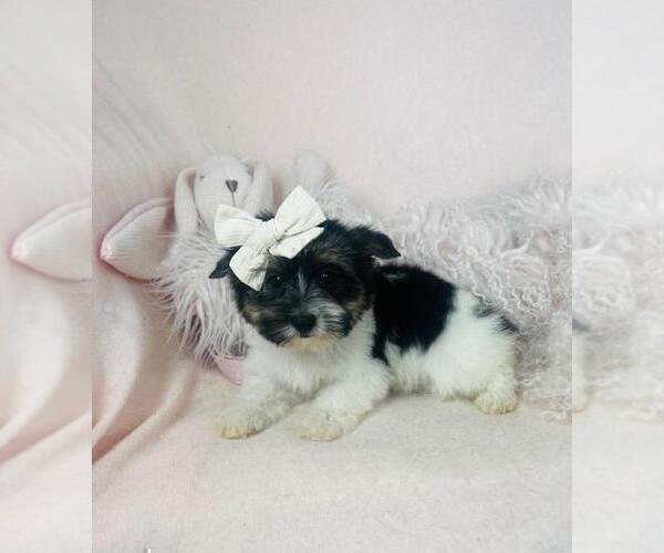 Medium Photo #12 Pomeranian Puppy For Sale in HOUSTON, TX, USA