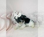 Small #11 Pomeranian
