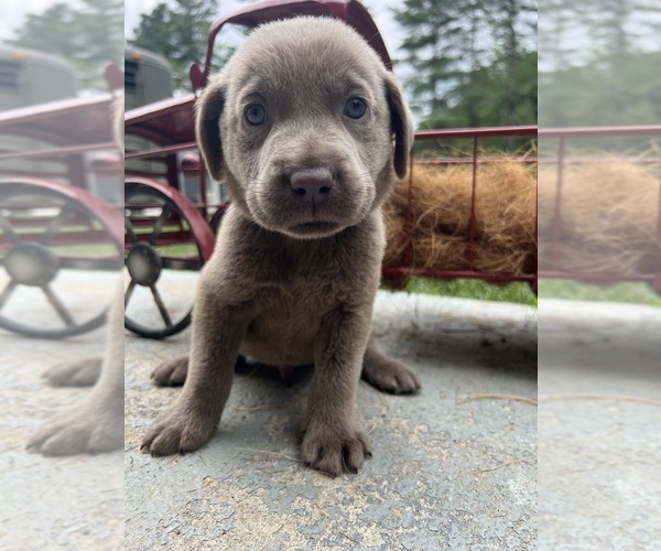 Medium Photo #2 Labrador Retriever Puppy For Sale in NEOLA, WV, USA