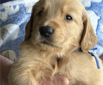 Puppy Blue Boy Golden Retriever