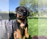 Small Photo #43 Rottweiler Puppy For Sale in OAK GLEN, CA, USA