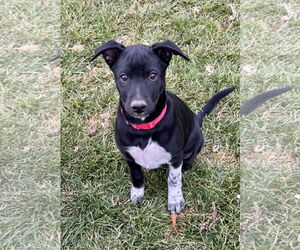 Mutt Dogs for adoption in Sandy, UT, USA