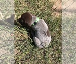 Small Photo #5 German Shorthaired Pointer Puppy For Sale in BOERNE, TX, USA
