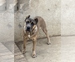 Small Photo #1 Cane Corso Puppy For Sale in RIVERSIDE, CA, USA