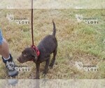 Small Photo #9 Labrador Retriever Puppy For Sale in SANGER, TX, USA