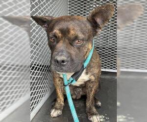 Mutt Dogs for adoption in Bakersfield, CA, USA