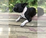 Small Photo #3 Boston Terrier Puppy For Sale in SHILOH, OH, USA