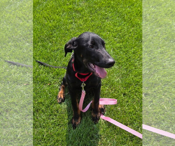 Medium Photo #6 Doberman Pinscher-Unknown Mix Puppy For Sale in Minneaoplis, MN, USA