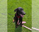 Small #5 Doberman Pinscher Mix
