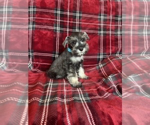 Medium Schnauzer (Miniature)