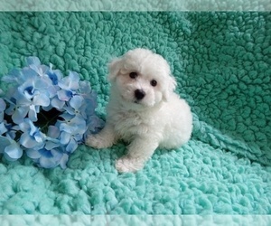 Bichon Frise Puppy for Sale in LAUREL, Mississippi USA