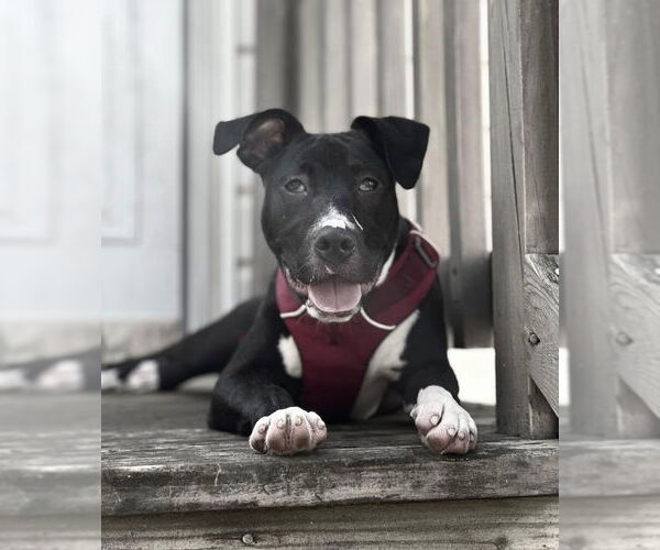 Medium Photo #11 American Staffordshire Terrier-Unknown Mix Puppy For Sale in Fairfax, VA, USA