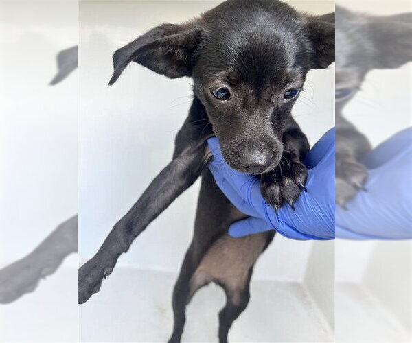 Medium Photo #1 Chihuahua-Unknown Mix Puppy For Sale in Houston, TX, USA