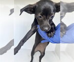 Small Chihuahua Mix