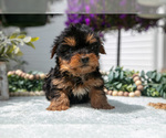 Small #1 Yorkshire Terrier